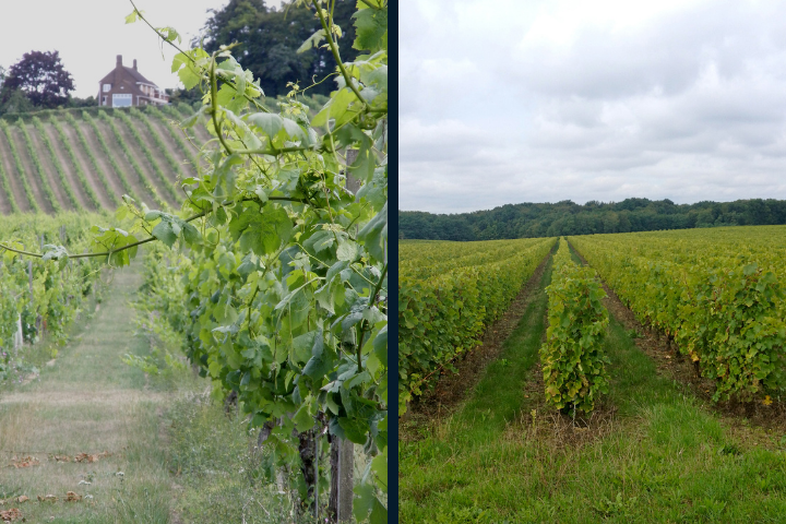 Denbies Vineyard / Loire Valley Vineyard